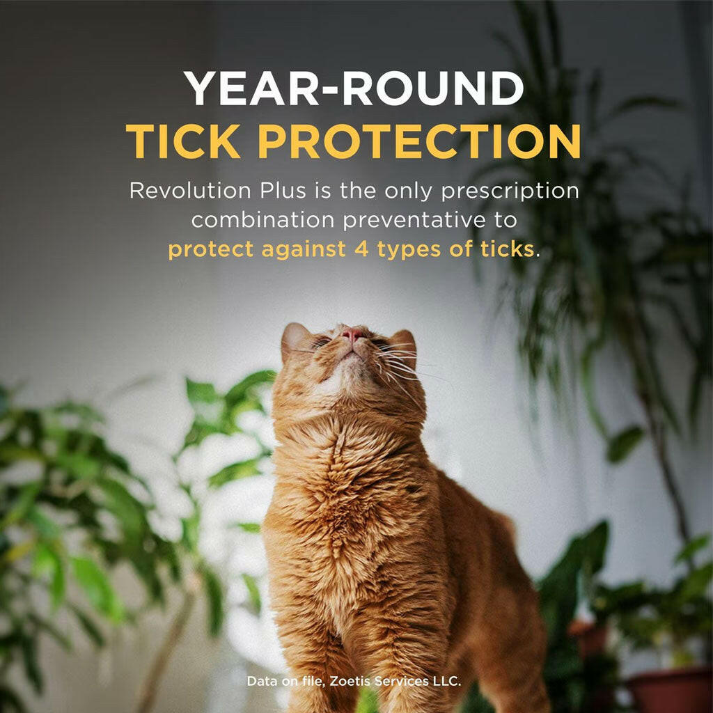 Buy revolution plus for cats for year-round tick protection