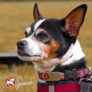 Dog with a red harness and 'Spencer' tag, standing in a field.