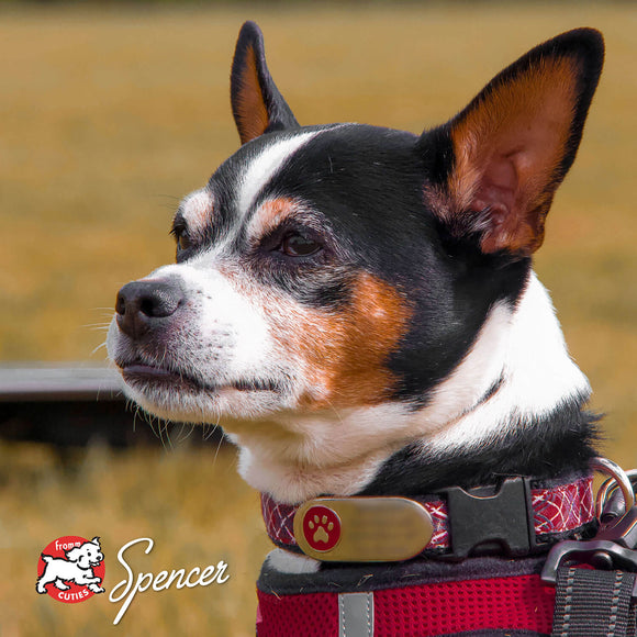 Dog with a red harness and 'Spencer' tag, standing in a field.