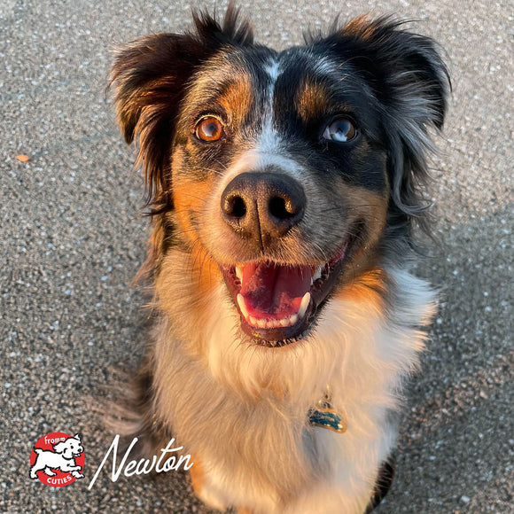 Happy dog with a collar tag on a concrete surface, featuring the brand 'Newton'.