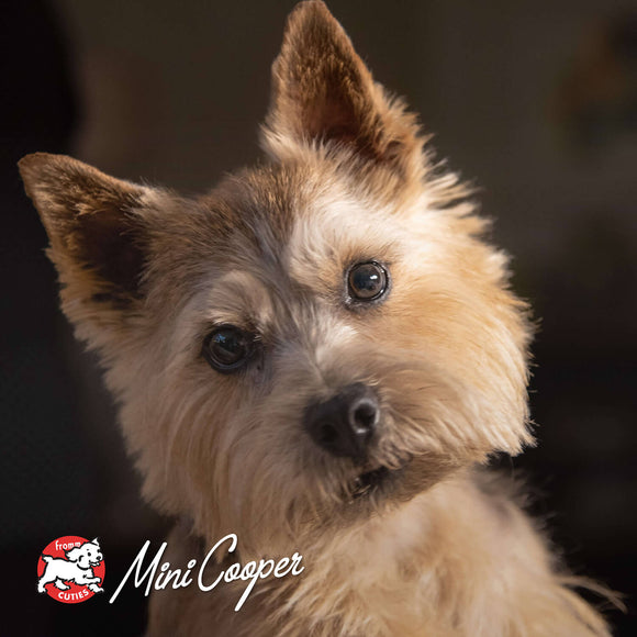 Close-up of a small dog with a blurred background, featuring the Mini Cooper logo.