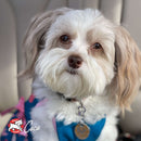 Small dog with a blue bandana and 'Coco' tag, sitting indoors.
