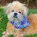 Small dog wearing a colorful bandana on grass