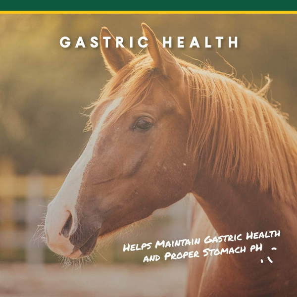 U-Gard Gastric Support Pellets for Horses