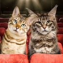 Two cats sitting in red theater seats with a movie theater ambiance.