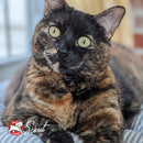Calico cat with green eyes sitting on a striped surface, with 'Scorit' logo in the corner.