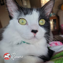 Cat with green eyes and a white and black coat, wearing a collar with 'Ramona' on it.