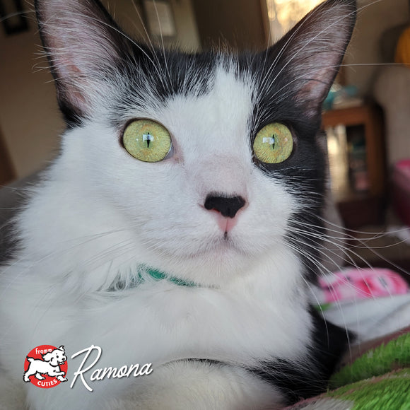 Cat with green eyes and a white and black coat, wearing a collar with 'Ramona' on it.
