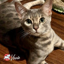 Cat sitting on a wooden floor with a brand logo in the corner