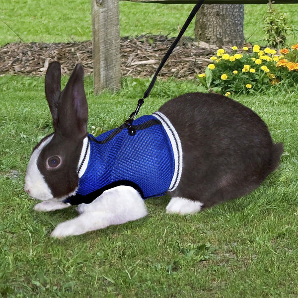 Ware Sporty Jogging Vest for Small Animal Harness & Leash, Color Varies