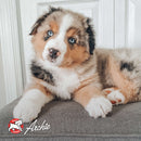 Puppy with blue eyes lying on a couch, with 'Archie' branding visible.
