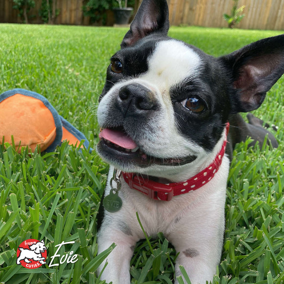Dog with a red collar sitting on grass next to a toy, with 'Evie' branding visible.