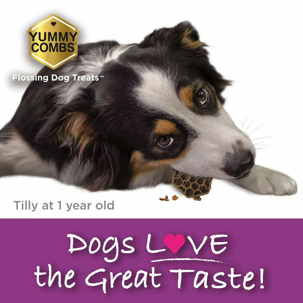 Yummy Combs Premium Dog Treats, Fish and Egg Allergy Relief, Small dog eating