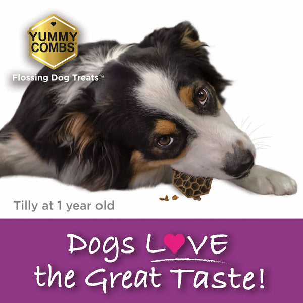 Yummy Combs Premium Dog Treats, Fish and Egg Allergy Relief, Large dog eating