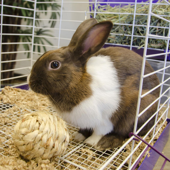 Ware Nature Ball for Small Animals