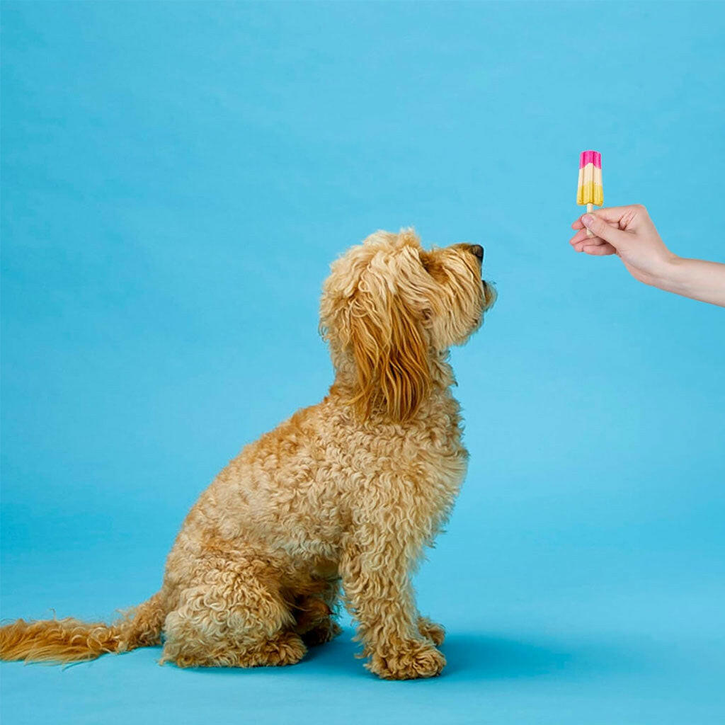 Ethical Pup Ice Rocket Lollies Ready to Freeze Dog Treats Strawberry & Banana with dog and owner