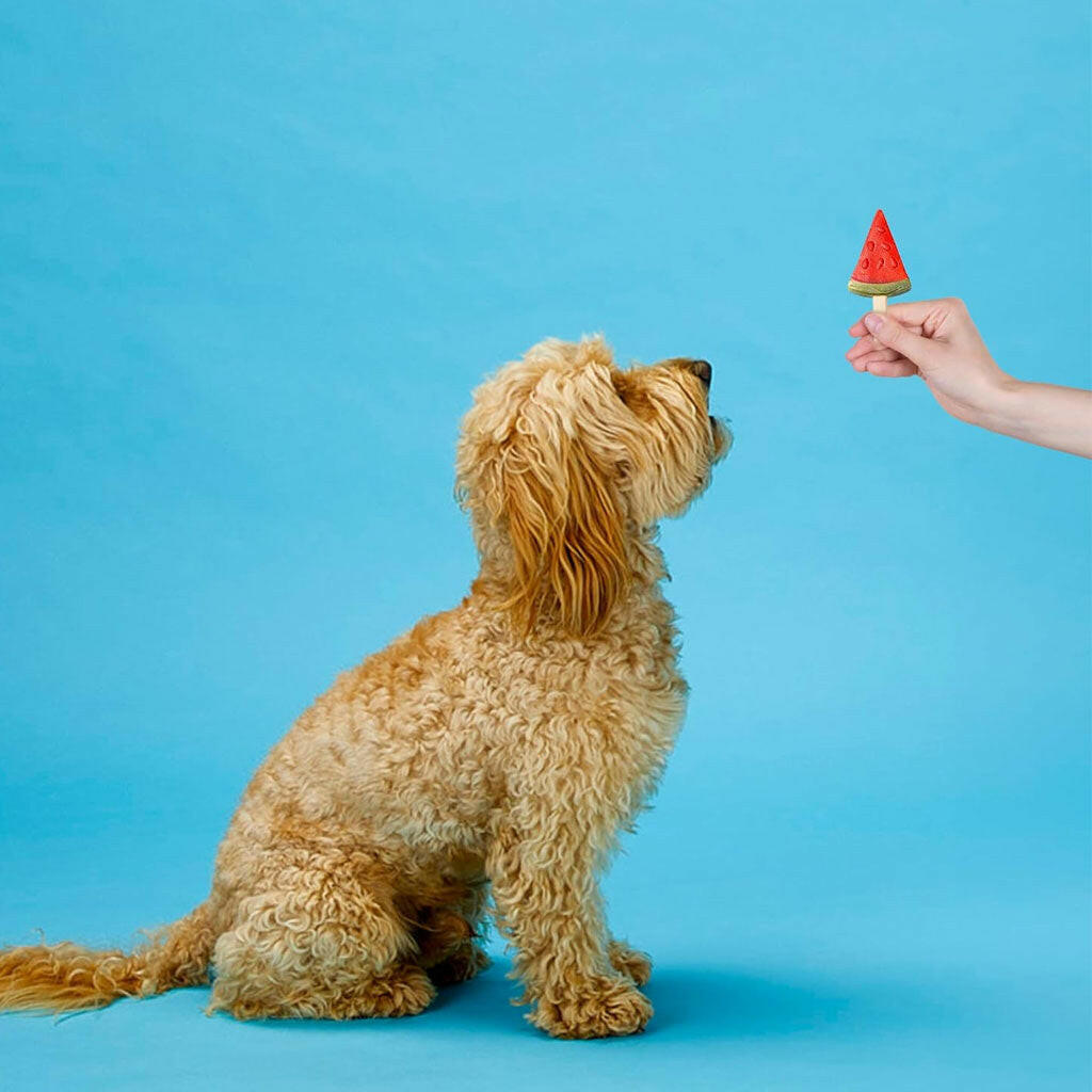 Ethical Pup Ice Fruity Lollies Ready to Freeze Dog Treats Watermelon with dog and owner