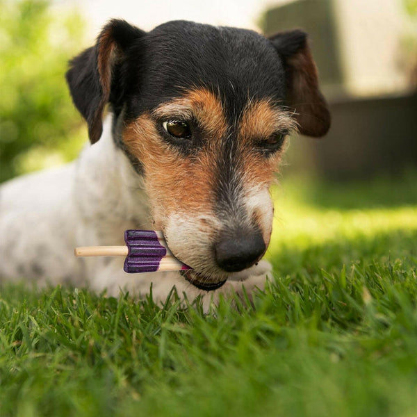 Ethical Pup Ice Rocket Lollies Ready to Freeze Dog Treats Strawberry & Blueberry Dog eating