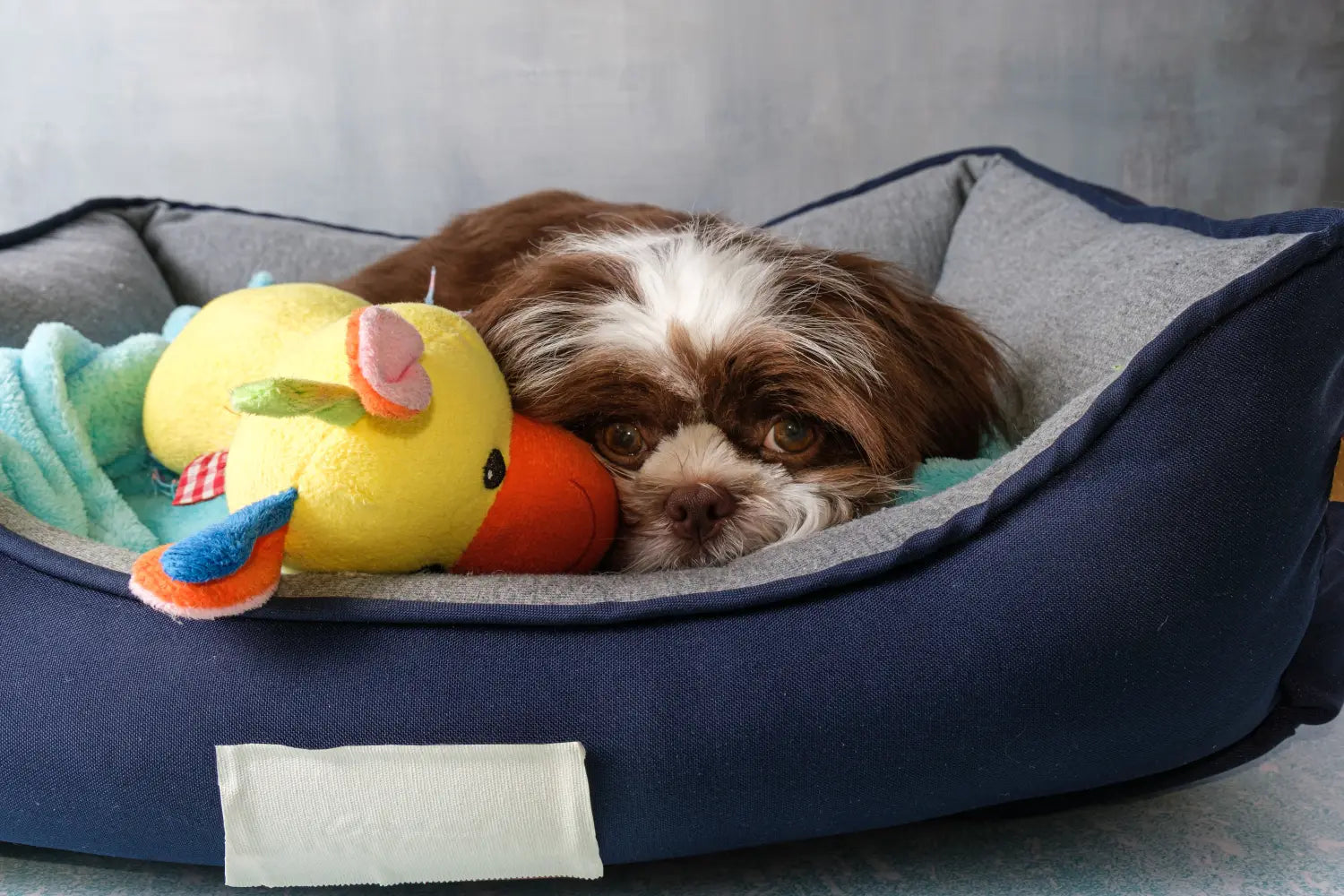 Adopt a Dog Month 2026: Everything to Know Before Adopting a Dog