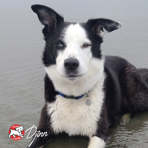 Black and white dog sitting in water with a gray background