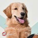 Happy golden retriever puppy with a blurred background