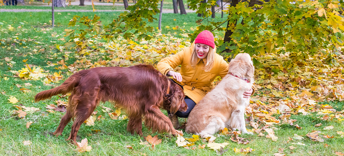 10 Fall Essentials for Senior Dogs: Joints Skin Paws & More