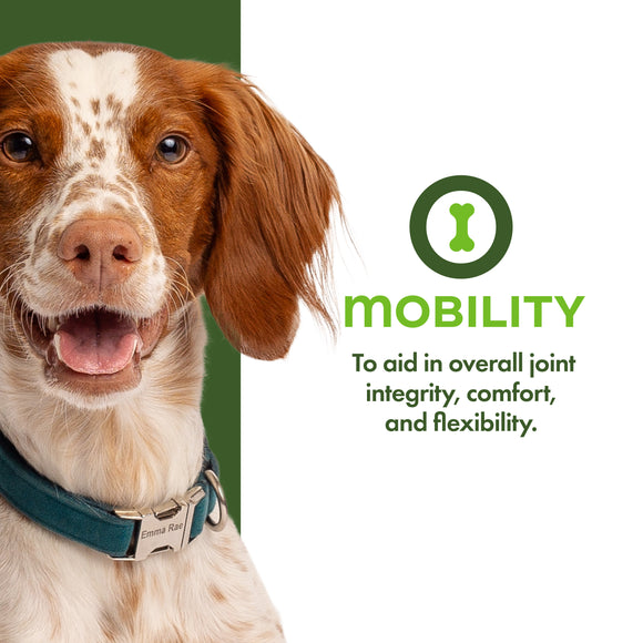 Dog with a green collar on a white background with text about mobility products.