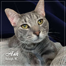 Gray cat with yellow eyes sitting on a dark blue blanket