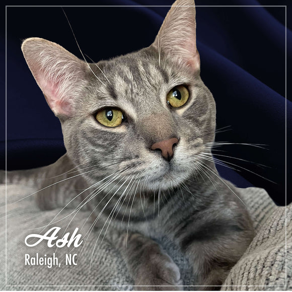 Gray cat with yellow eyes sitting on a dark blue blanket