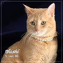 Cat named Sushi from St. Louis, MO wearing a pearl necklace on a dark background
