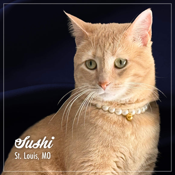 Cat named Sushi from St. Louis, MO wearing a pearl necklace on a dark background