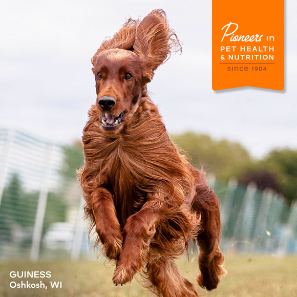 Red dog running in a field with 'Pioneers in Pet Health & Nutrition' logo and text.
