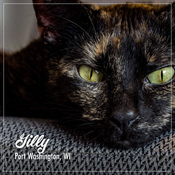 Close-up of a tortoiseshell cat with green eyes, text overlay 'Silly Port Washington, WI'.
