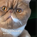Close-up of a cat named Mr. Smooshy from Milwaukee, WI
