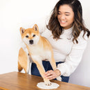 Woman petting a Shiba Inu dog on a table with a white background