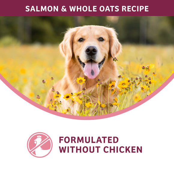 Dog in a field of yellow flowers with text about a salmon and whole oats recipe.