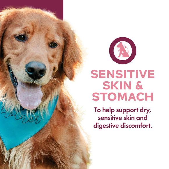 Dog wearing a blue bandana with text about sensitive skin and stomach support.