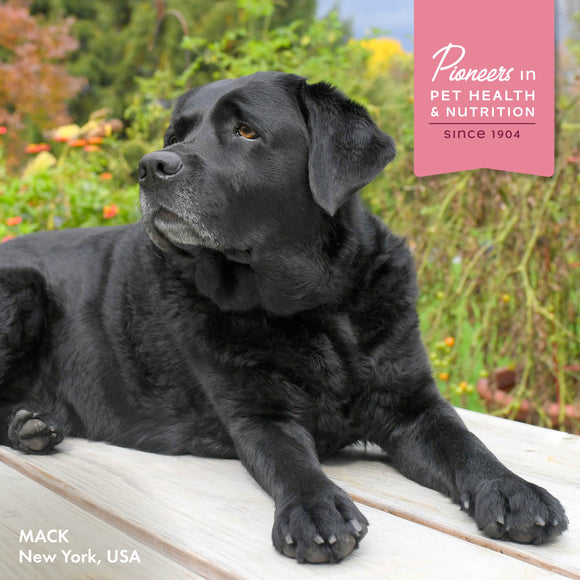Black dog lying on a wooden surface with a blurred natural background and a pink banner with text.