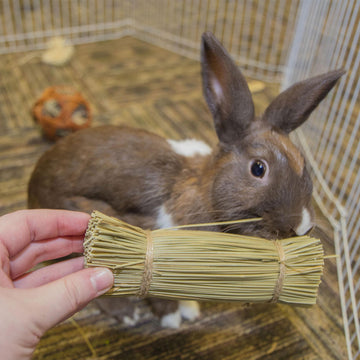 Ware Bristle Bunches Chew Treats for Small Animals