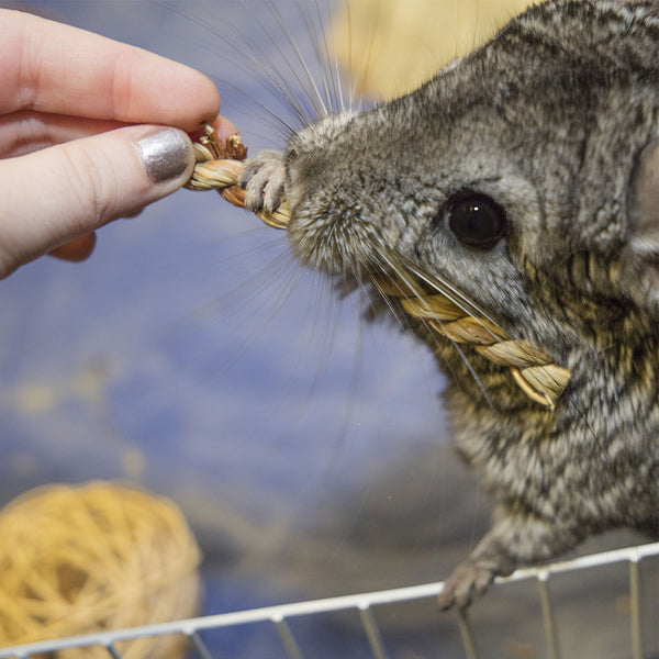 Ware Seagrass Twists Chew Toy for Small Animal