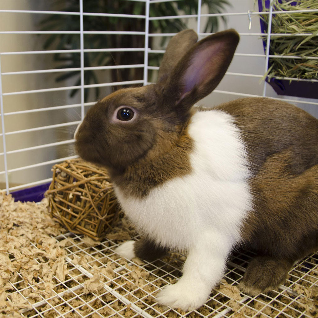 Ware Chew Cube Toy for Small Animal