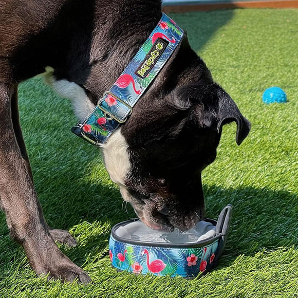 Dog drinking water from a colorful bowl on grass