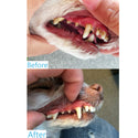 ProDen DentalCare for cats before and after
