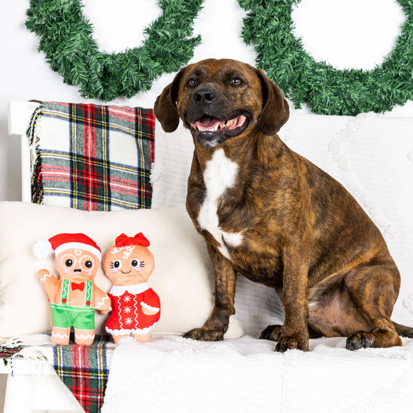 Dog sitting on a couch with Christmas decorations and gingerbread men plush toys.