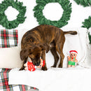 Dog playing with Christmas-themed toys on a decorated couch with wreaths in the background.
