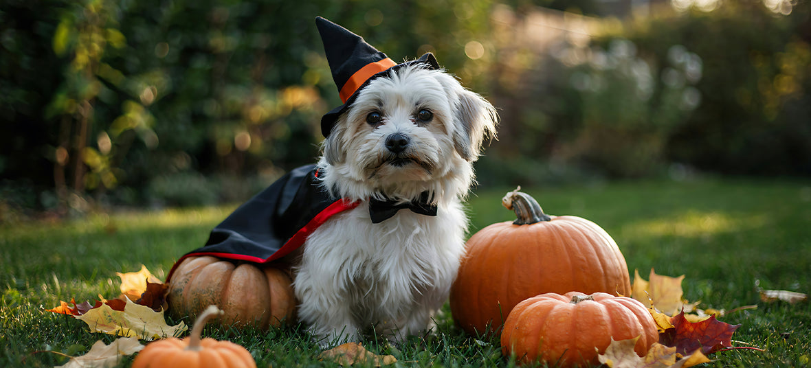 12 Halloween Activities for Pets This Spooky Season