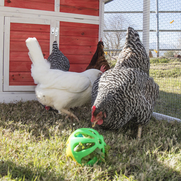 Ware Peck-N-Play Chicken Ball Toy