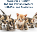 kmr kitten formula supports a healthy gut and immune system