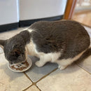 Ethical Pet I Love Cats Cat Saucer, 5"