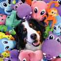 Dog with Petsport Toys